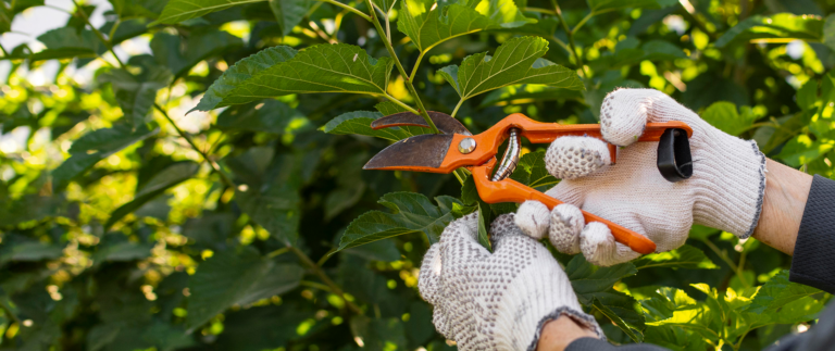 Choosing Plants for Water Conservation